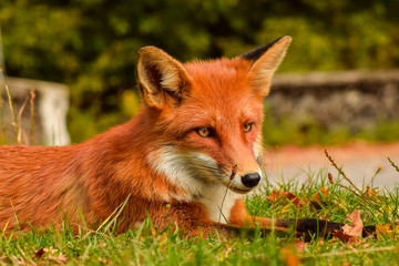 Red fox animal in wildlife vulpes 