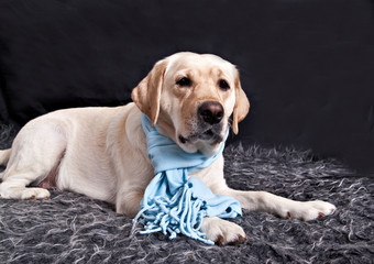 Pale yellow labrador in a blue scarf is in plush carpeting dark gray