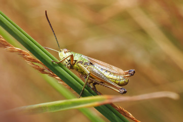 Nahaufnahme einer grünen Heuschrecke im Gras