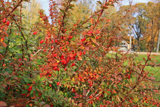 Common barberry (Berberis vulgaris) is particularly decorative in autumn