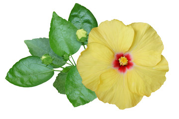 Light yellow hibiscus on white background with path