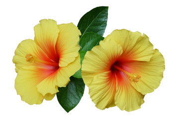 Yellow hibiscus on white background with path - obrazy, fototapety, plakaty