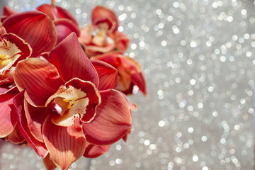 Beautiful bunch of brown orchids on sparkling background. Cymbidium named Victoria. Flower composition with copy space.