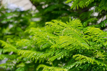 Royal Poinciana or Delonix Regia green leaves