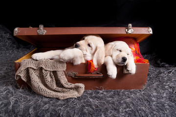 Two labrador puppies sleeping in old vintage suitcase on dark background