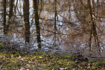 Fototapeta premium In the spring the water reflected the sky and trees