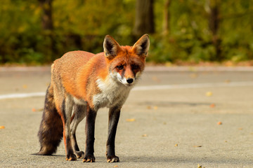 Red fox animal in wildlife vulpes 