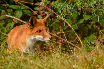 Red fox animal in wildlife vulpes 
