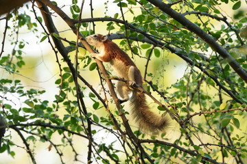 squirrel on a tree
