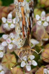 Vanessa cardui, known as painted lady feeding on a Asclepias syriaca, commonly called common milkweed