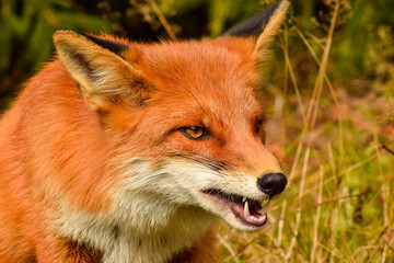 Red fox animal in wildlife vulpes 