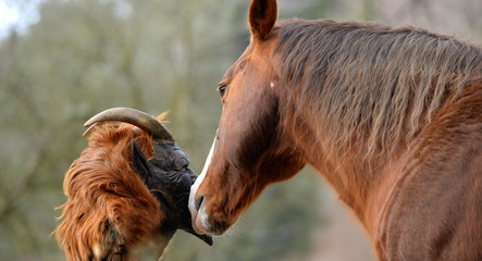 Freund oder Feind? Pferd beschnuppert Teufelsmaske