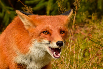 Red fox animal in wildlife vulpes 
