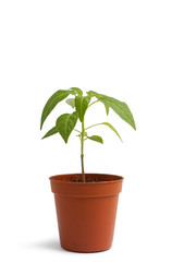 Plant in a flower pot on white table against white background. Small hot pepper seedlings.