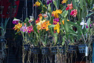 Obraz premium Selective focus colorful hybrid Cattleya orchid in the garden.Beautiful blooming of orchid flower.