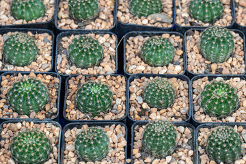 Close up cactus on pot in a garden.Cactus for home decoration.