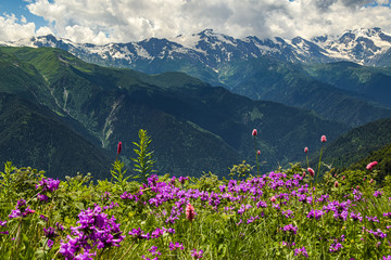 Green meadow full of purple wildflowers with the snowcapped peaks of the Caucasus mountain range in the background. Svaneti, Georgia.