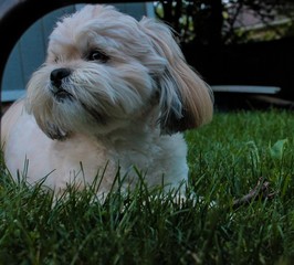 Lhasa Apso Laying in Grass