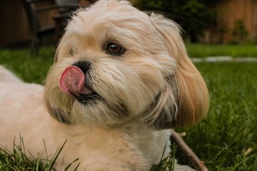 Lhasa Apso Licking Her Nose