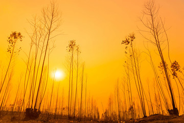 Fototapeta premium silhouettes of trees with orange and yellow sky after sunset