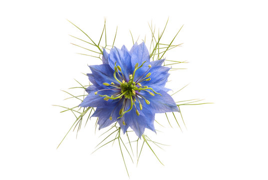 Nigella flower isolated