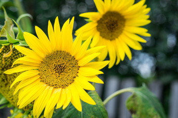 sunflowers on a background of sunset light, bright yellow flowers