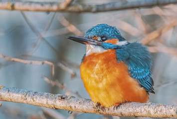 Eisvogel im Sonnenschein