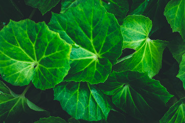 Colorful Abstract background and Texture of Leaf in Garden