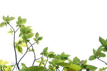 Tropical tree leaves with branches on white isolated background for green foliage backdrop and copy space 