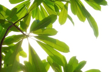 Devil tree leaves with branches and day light on white isolated background for green foliage backdrop