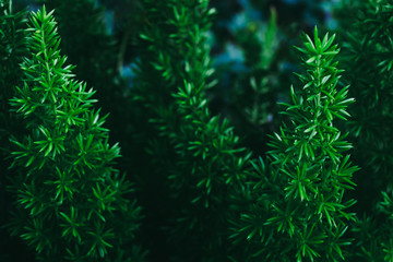 Selective focused on pine tree leaf or fern leaf in dark forest tone.