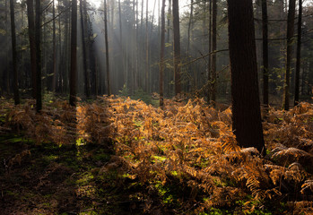 Forest on the Schovenhorst estate