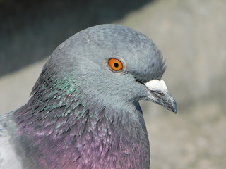 ドバトの頭部のクローズアップ
