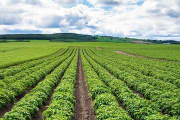 Rows of potato plants in a field on a cloudy spring day. Elgin, Scotland, UK.