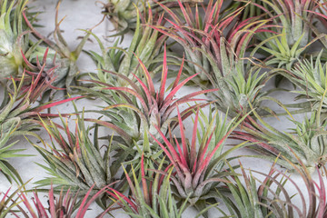 Tillandsia on white background.Close-up colorful flower of Tillandsia plant.