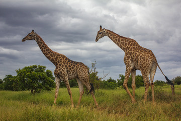 Two giraffe standing in the grass