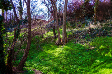 path in the forest