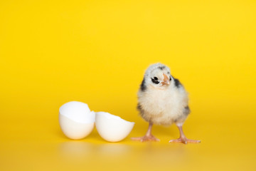 Little chicken with eggshell stands on yellow background. Newborn bird