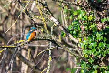 Female kingfisher (Alcedo atthis)