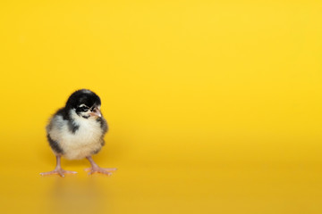 Little chicken stands on yellow background. Newborn bird. Copyspace