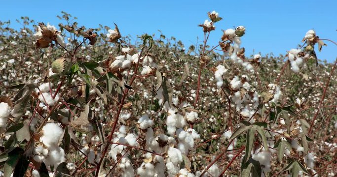 Camera moves in the the field of ripe cotton under blue sky