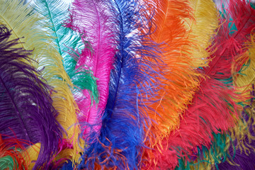 Colourful rainbow of ostrich feathers side by side from a hat