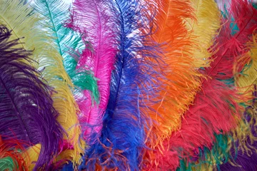 Zelfklevend Fotobehang Colourful rainbow of ostrich feathers side by side from a hat © joseph roland