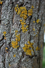 light birch tree bark with green moss, natural wood, close-up