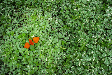 Conception for business  - lidership or diversity, inclusion, adoptation in a team, challenge. Red...