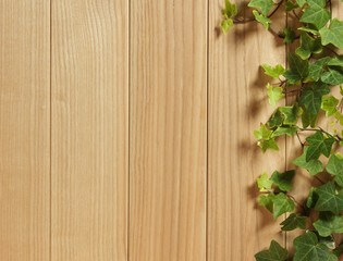 An Ivy plant on a table of hardwood