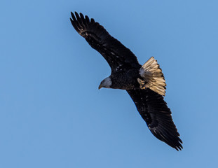 American Bald Eagle soaring