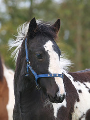 Obraz premium Piebald Foal Headshot