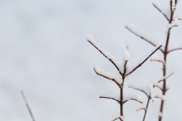 Branch of a tree in hoarfrost on a background of snow