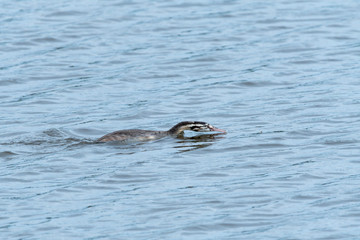 Fototapeta premium Haubentaucher